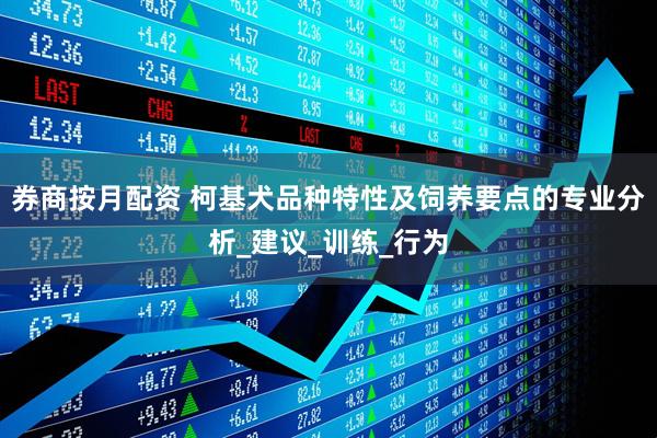 券商按月配资 柯基犬品种特性及饲养要点的专业分析_建议_训练_行为