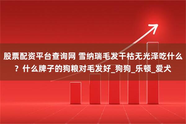 股票配资平台查询网 雪纳瑞毛发干枯无光泽吃什么？什么牌子的狗粮对毛发好_狗狗_乐顿_爱犬